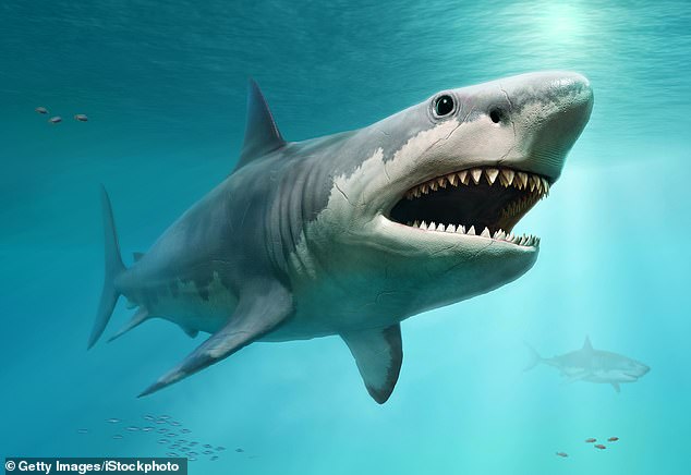 The great white shark may have contributed to pushing the super shark Megalodon to extinction - Photo 1.