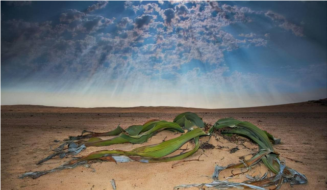  Bạch tuộc sa mạc: Sống tới hơn 3.000 năm tuổi, giữ bí mật trường sinh loài người mơ ước - Ảnh 4.