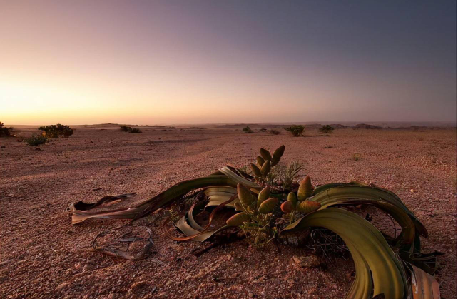  Bạch tuộc sa mạc: Sống tới hơn 3.000 năm tuổi, giữ bí mật trường sinh loài người mơ ước - Ảnh 6.