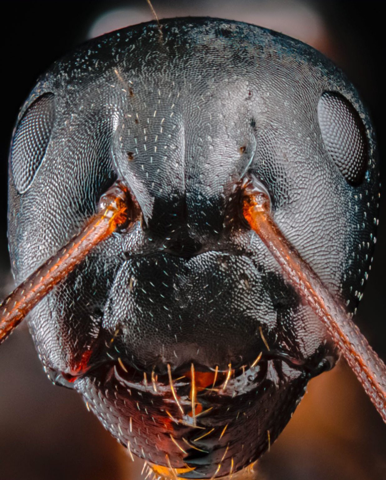 Bộ ảnh macro biến những con kiến bé nhỏ thành quái vật
