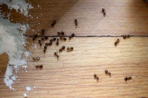 Mẹo siêu đơn giản giúp tống cổ gián, ruồi, kiến và các côn trùng gây hại ra khỏi nhà - Ảnh 9.