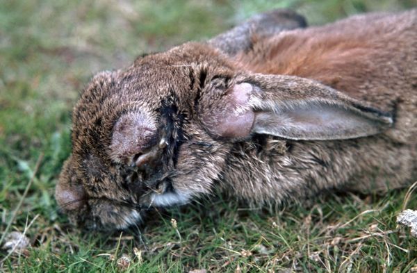 Cuộc tàn sát thỏ lớn nhất lịch sử: Khi virus không còn tiến hóa theo lối mòn - Ảnh 10.