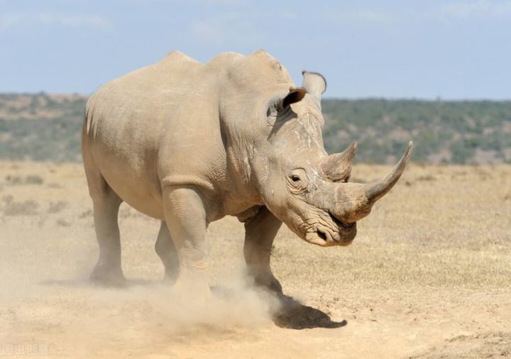 (2) Hóa ra Trung Quốc đã từng tồn tại nhiều loài tê giác hơn cả Châu Phi - Ảnh 2.
