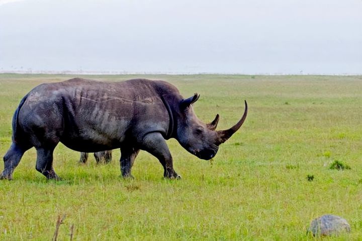 (2) Hóa ra Trung Quốc đã từng tồn tại nhiều loài tê giác hơn cả Châu Phi - Ảnh 1.