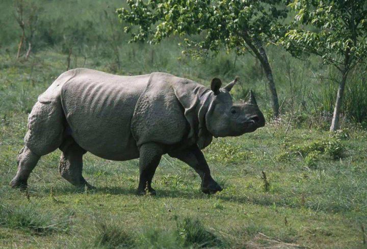 (2) Hóa ra Trung Quốc đã từng tồn tại nhiều loài tê giác hơn cả Châu Phi - Ảnh 5.