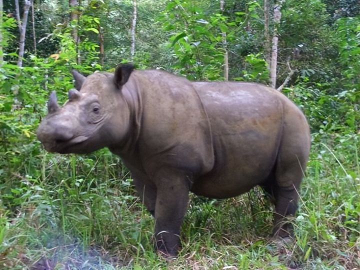 (2) Hóa ra Trung Quốc đã từng tồn tại nhiều loài tê giác hơn cả Châu Phi - Ảnh 9.