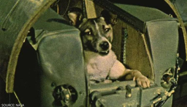 Kỳ lạ những chuyến bay vào vũ trụ của chó 'nhặt', mèo lạc, tinh tinh - Ảnh 1.