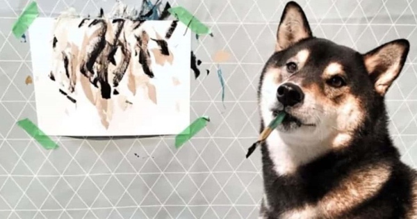 Chó vẽ tranh? Không có gì khó tin với con chó tài năng như thế! Hãy xem hình ảnh để chứng kiến cách mà chú chó này vẽ những bức tranh đẹp tuyệt vời.