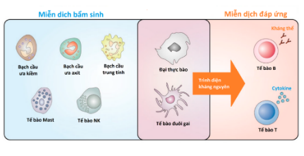 Nếu có vết sẹo huyền thoại này trên cánh tay, bạn đang được bảo vệ khỏi rất nhiều bệnh trong cuộc đời mình đấy - Ảnh 9.