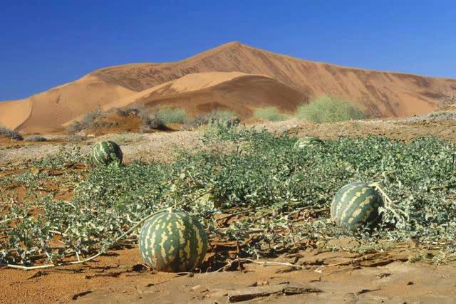 Sa mạc có một loại dưa hấu kỳ lạ nhưng không ai dám ăn, nguy hiểm đến mức phải để bảng cấm - Ảnh 3.