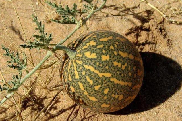Sa mạc có một loại dưa hấu kỳ lạ nhưng không ai dám ăn, nguy hiểm đến mức phải để bảng cấm - Ảnh 4.