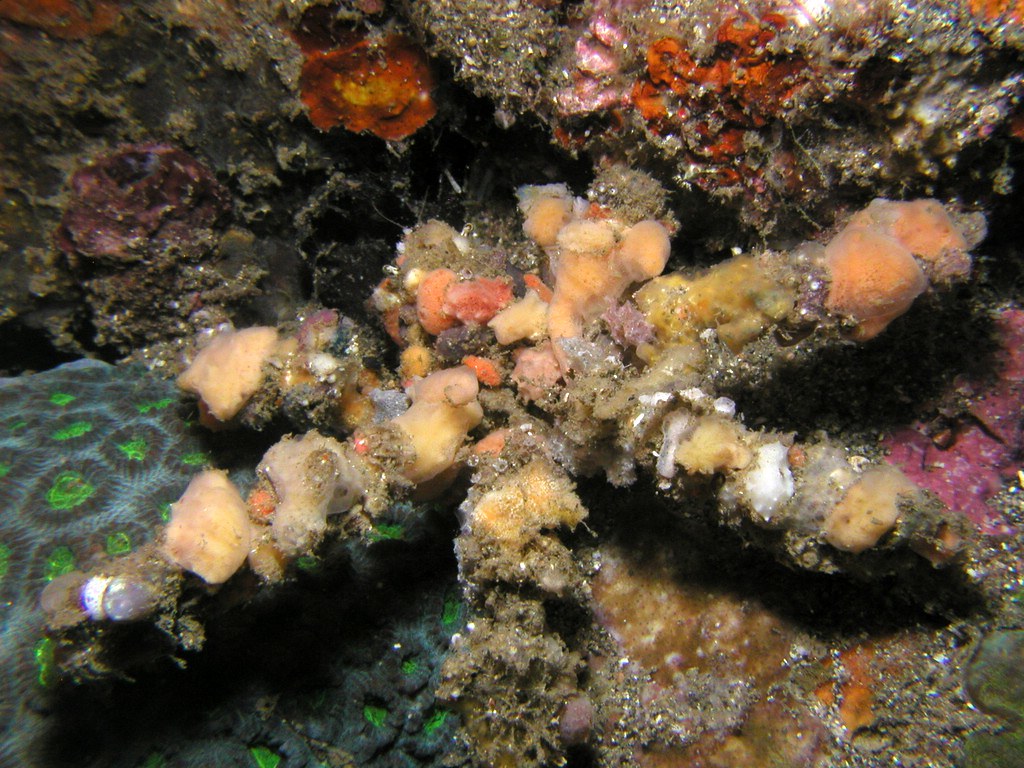 Cua Decorator: Những loài "tắc kè hoa" dưới đáy biển - Ảnh 2.