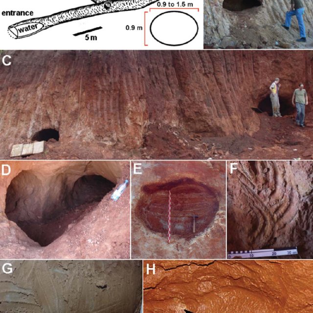 Tìm thấy 10.000 đường hầm 13.000 tuổi: Không phải do người, 'tác giả' là loài khổng lồ này - Ảnh 4.