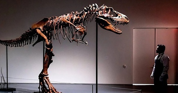 Giới siêu giàu bị chỉ trích vì sở thích 'chơi' hóa thạch khủng long - Ảnh 1.