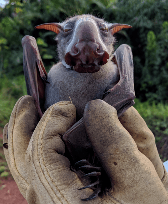 Dơi đầu búa: Loài Megabat Châu Phi được mệnh danh là một trong những sinh vật xấu xí nhất thế giới! - Ảnh 3.