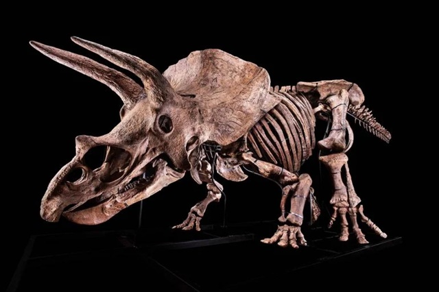 Giới siêu giàu bị chỉ trích vì sở thích 'chơi' hóa thạch khủng long - Ảnh 3.