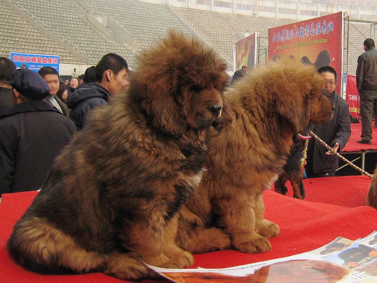 Đi tìm nguồn gốc của chó ngao Tây Tạng - Ảnh 2.