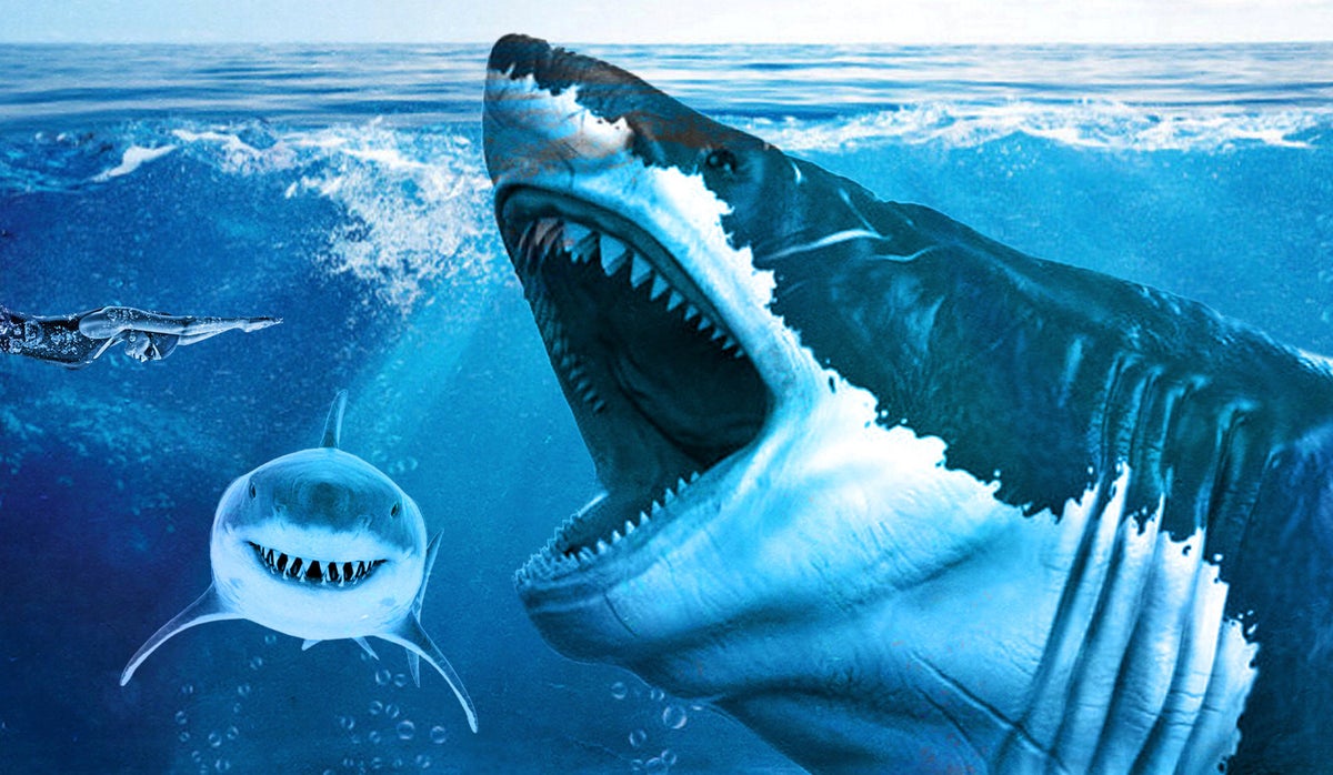 Điều gì sẽ xảy ra nếu loài cá mập Megalodon chưa bao giờ tuyệt chủng? - Ảnh 4.