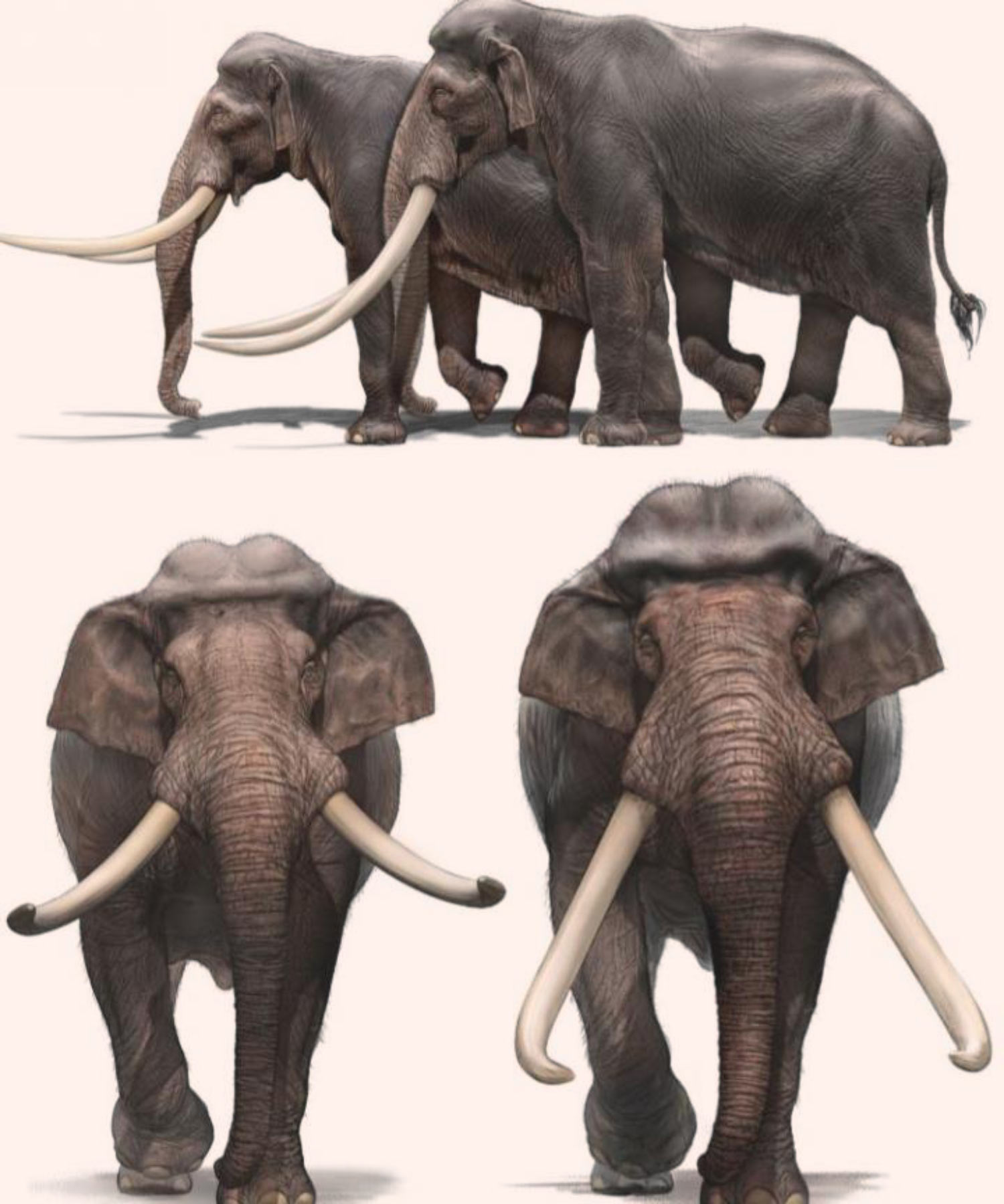 Các nhà khảo cổ học Israel tìm thấy ngà của một loài voi khổng lồ 500.000 năm tuổi - Ảnh 2.