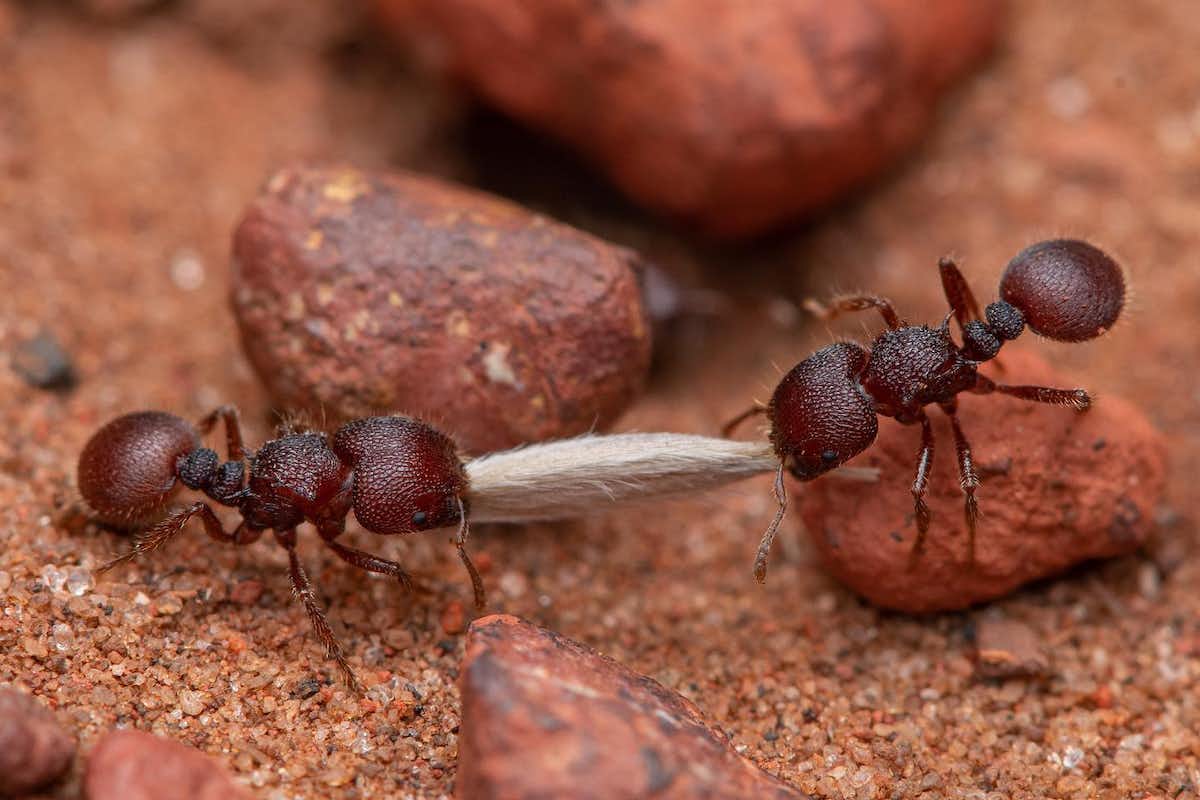 Loài kiến có tổng trọng lượng lớn hơn cả các loài chim hoang dã và động vật có vú cộng lại! - Ảnh 1.