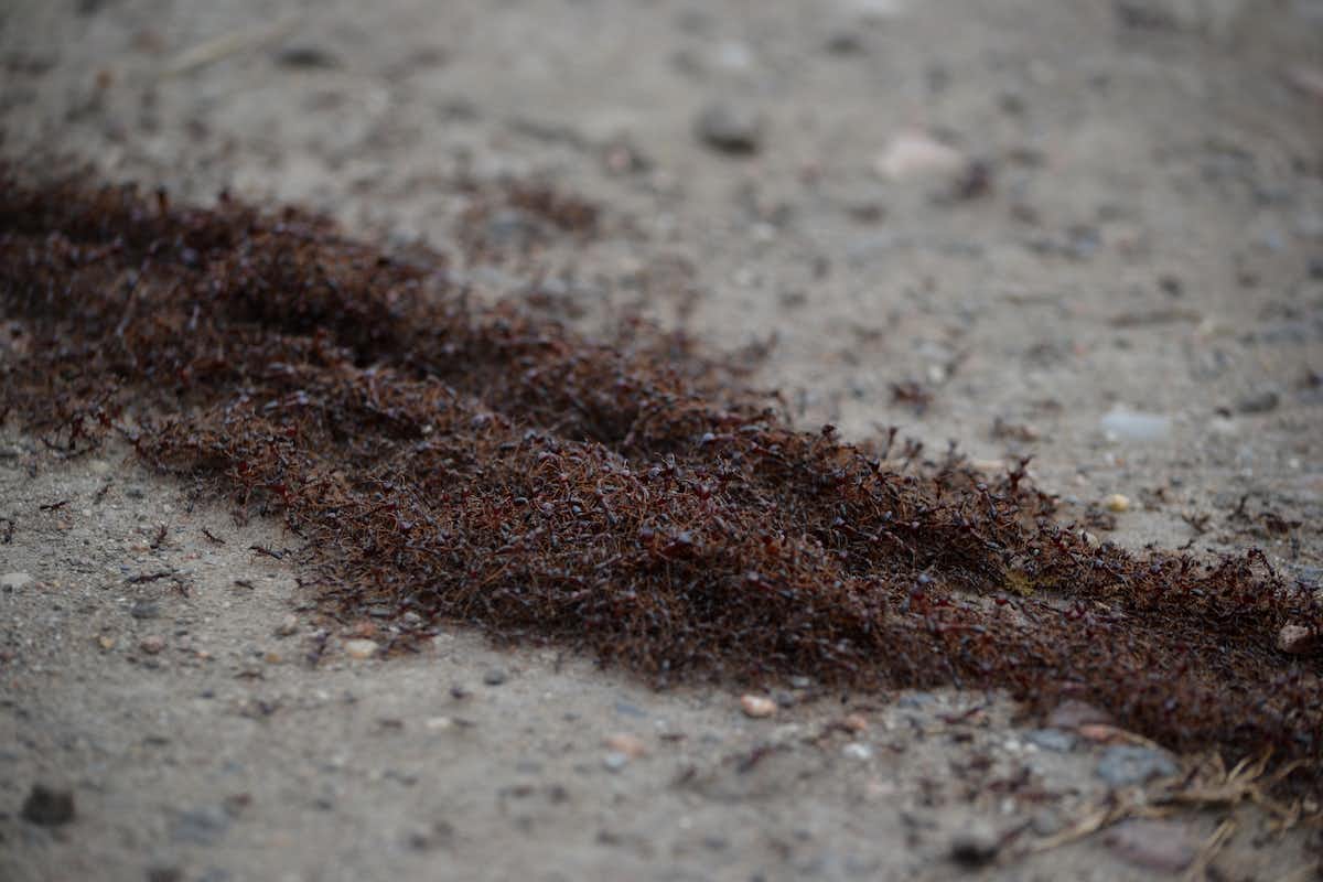 Loài kiến có tổng trọng lượng lớn hơn cả các loài chim hoang dã và động vật có vú cộng lại! - Ảnh 2.