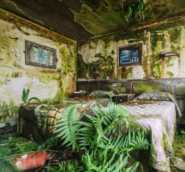  Khám phá bên trong khách sạn bị bỏ hoang tại Ireland, nơi khung cảnh được bao trùm bởi thảm thực vật - Ảnh 6.