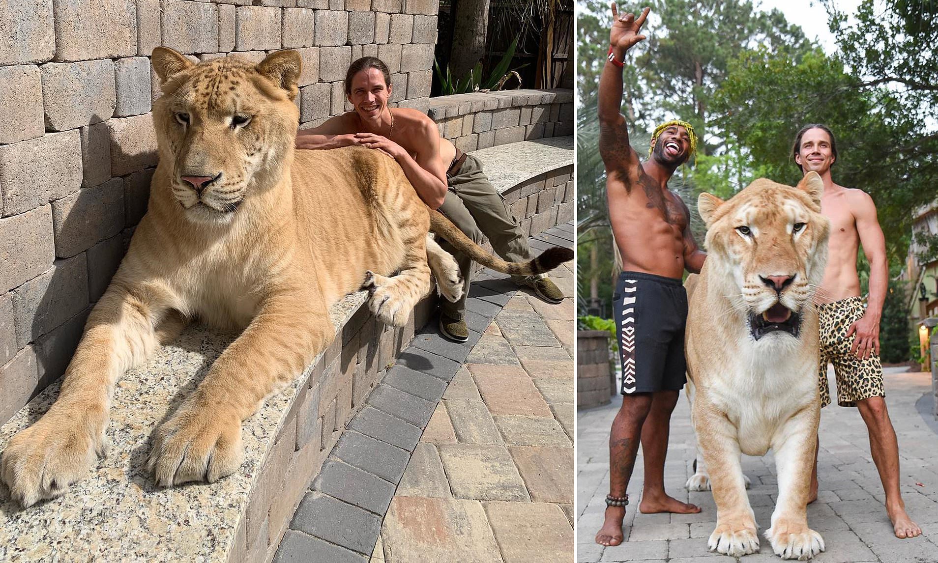 Loài “mèo” lớn nhất thế giới, có kích thước gần như tương đương với một con hổ răng kiếm - Ảnh 2.