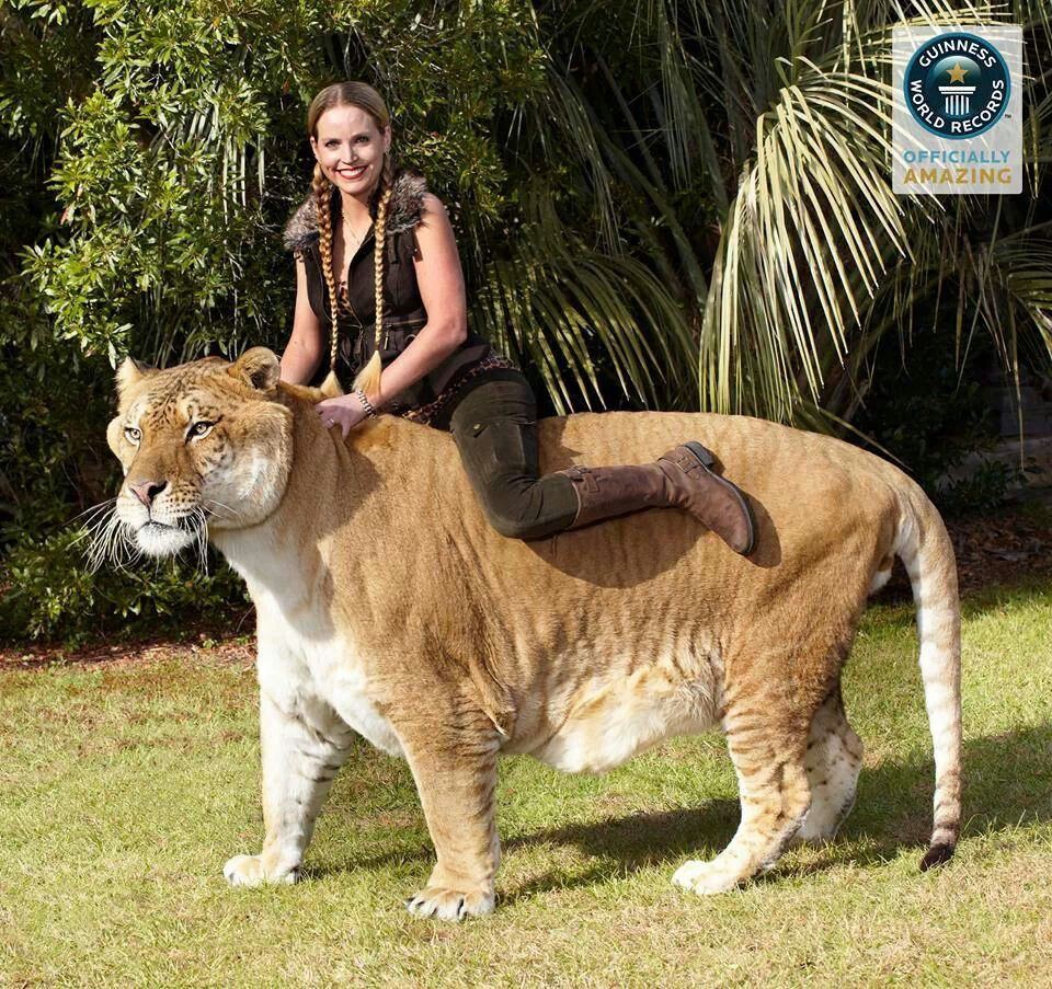 Loài “mèo” lớn nhất thế giới, có kích thước gần như tương đương với một con hổ răng kiếm - Ảnh 4.