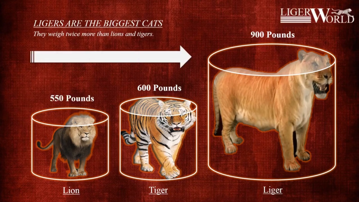 Loài “mèo” lớn nhất thế giới, có kích thước gần như tương đương với một con hổ răng kiếm - Ảnh 1.