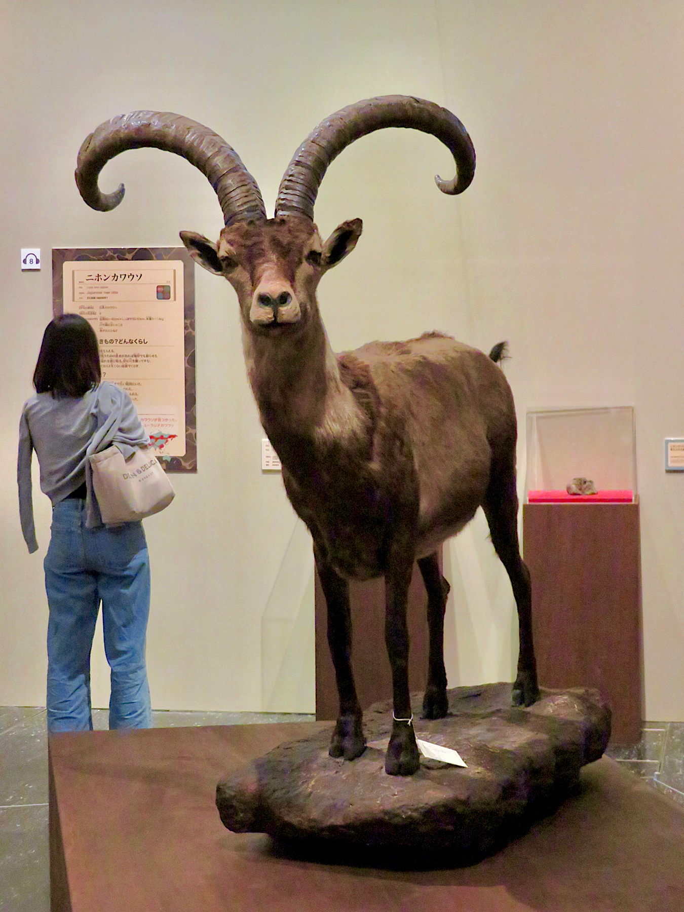 Dê núi Pyrenean ibex: Loài động vật đầu tiên và duy nhất trên thế giới tuyệt chủng tới tận hai lần  - Ảnh 1.