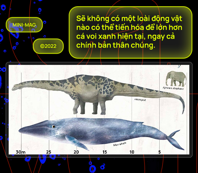 [mini] Lắng nghe nhịp đập trái tim của loài động vật lớn nhất từng tồn tại trên Trái Đất - Ảnh 13.