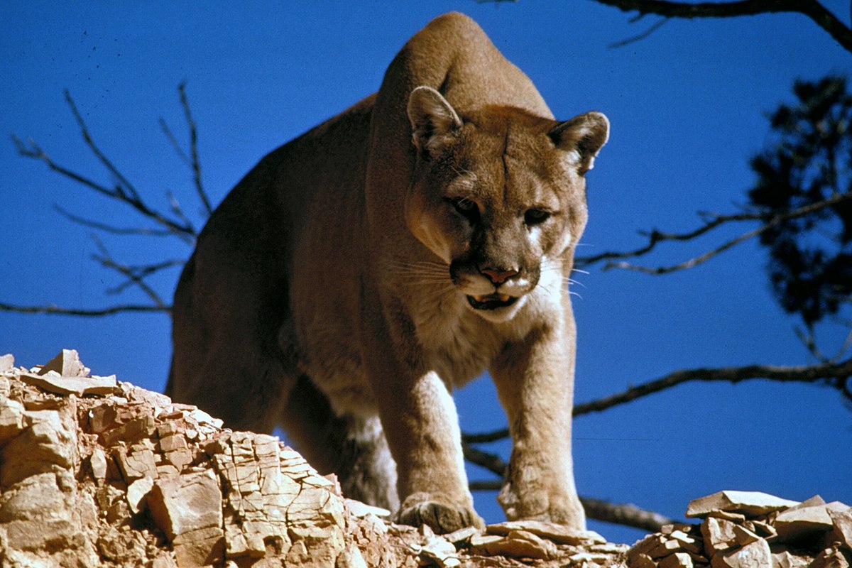 Những sự thật đáng kinh ngạc về loài báo Puma - Ảnh 4.