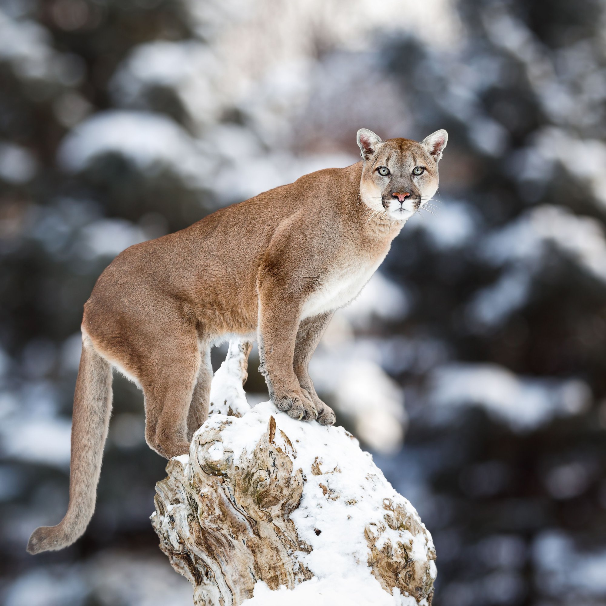 Những sự thật đáng kinh ngạc về loài báo Puma - Ảnh 3.