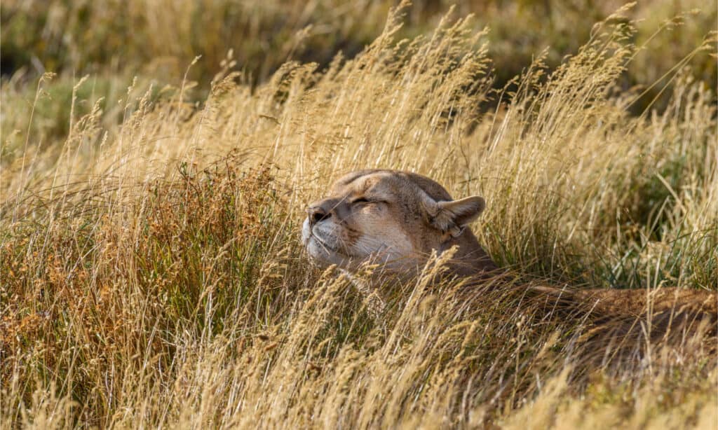 Những sự thật đáng kinh ngạc về loài báo Puma - Ảnh 5.