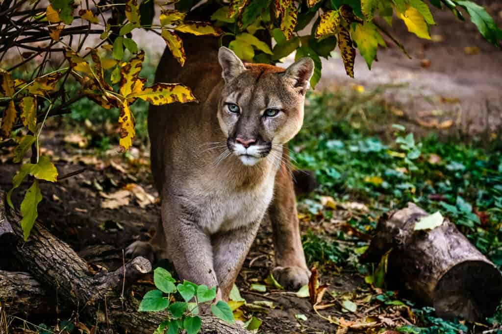 Những sự thật đáng kinh ngạc về loài báo Puma - Ảnh 2.