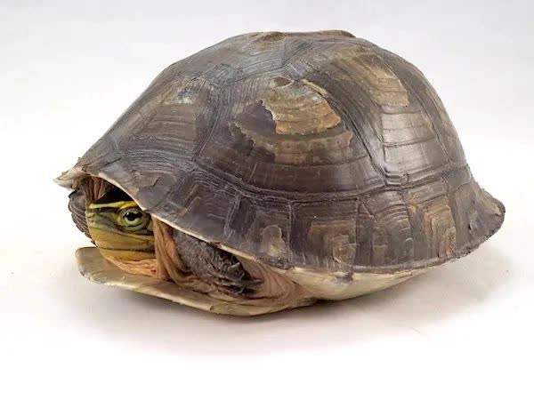 Kỳ lạ loài rùa hiền lành nhưng lại là ác mộng đối với thú săn mồi và nhà khoa học - Ảnh 6.