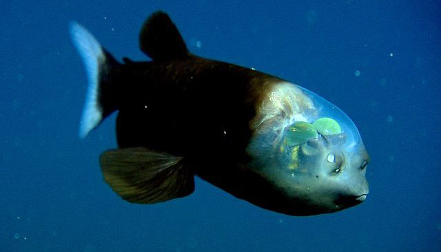 Tìm thấy loài cá có đầu trong suốt dưới đáy đại dương sâu thẳm - Ảnh 1.