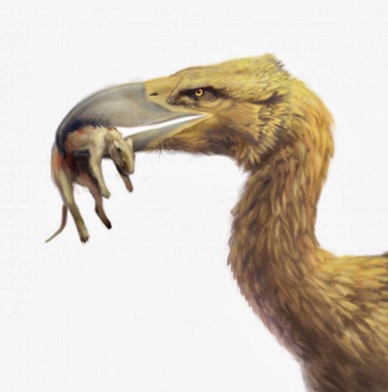 Tại sao chim khủng bố - Phorusrhacids lại là loài động vật ăn thịt đáng sợ nhất thời tiền sử? - Ảnh 3.