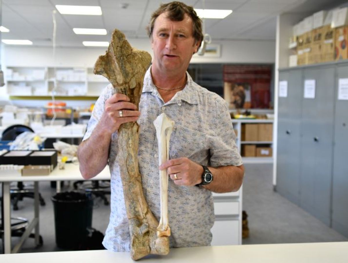 Điều gì đã khiến cho loài "vịt quỷ" khổng lồ của Australia tuyệt chủng? - Ảnh 2.
