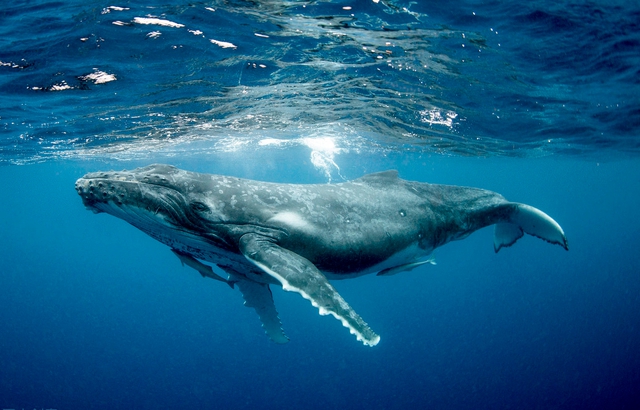 Vì sao loài động vật có mũi thở như cá voi lại ngủ được dưới nước? - Ảnh 1.