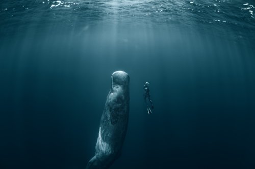 Vì sao loài động vật có mũi thở như cá voi lại ngủ được dưới nước? - Ảnh 5.