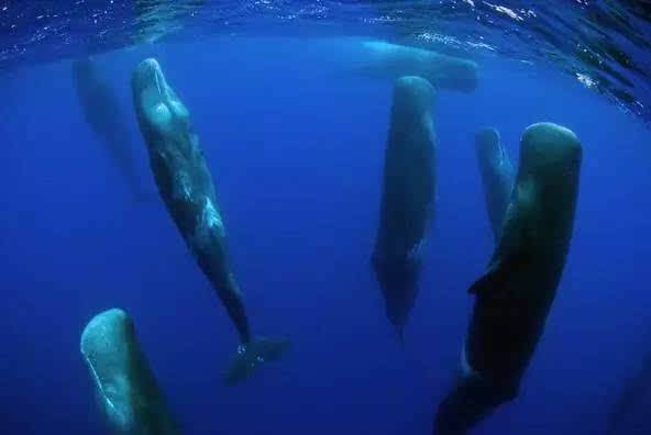 Vì sao loài động vật có mũi thở như cá voi lại ngủ được dưới nước? - Ảnh 6.
