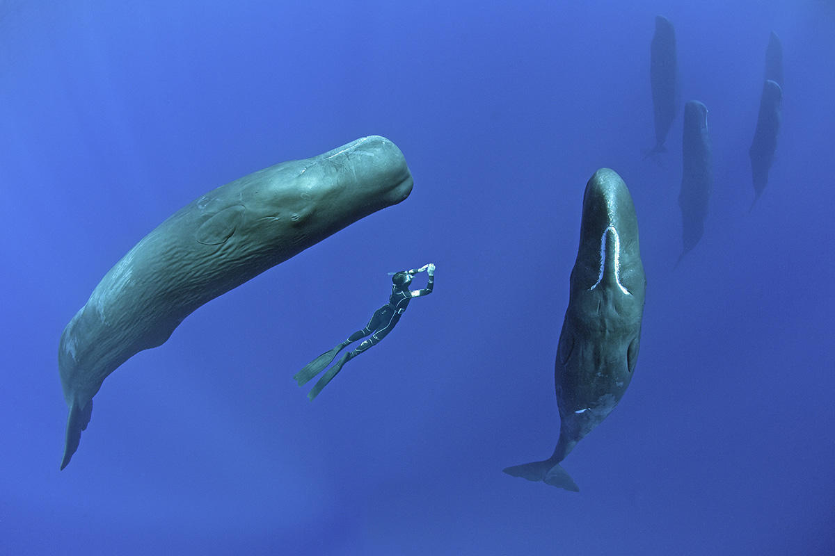 Vì sao loài động vật có mũi thở như cá voi lại ngủ được dưới nước? - Ảnh 7.