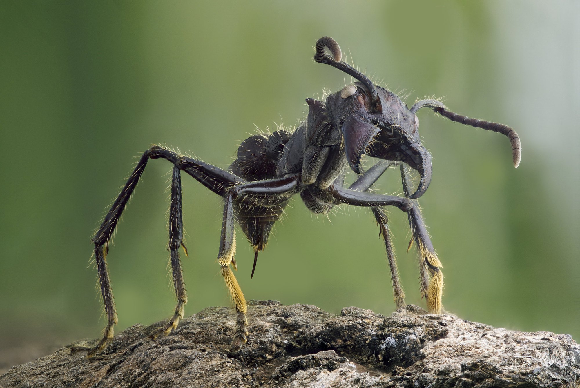 Kiến đạn: Loài côn trùng nhỏ nhưng lại có vết cắn đau đớn nhất hành tinh - Ảnh 3.