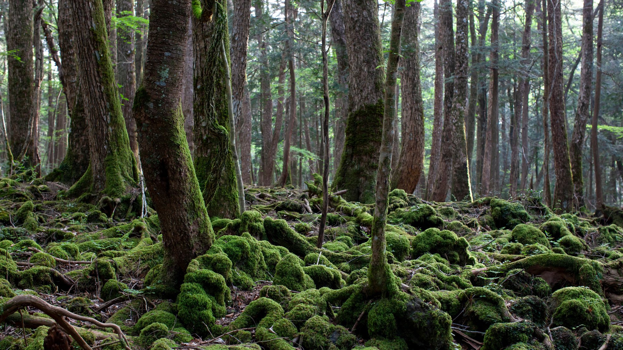 Aokigahara: Khu rừng tự sát, bí ẩn bậc nhất của Nhật Bản - Ảnh 5.