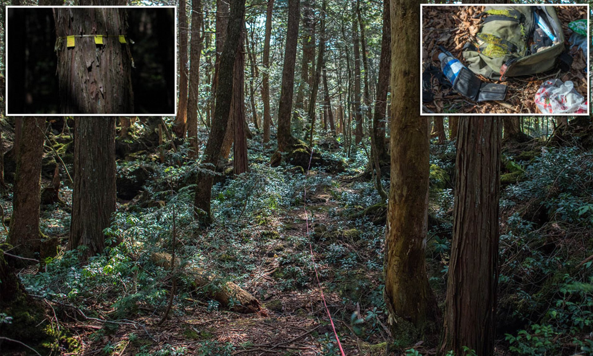 Aokigahara: Khu rừng tự sát, bí ẩn bậc nhất của Nhật Bản - Ảnh 2.