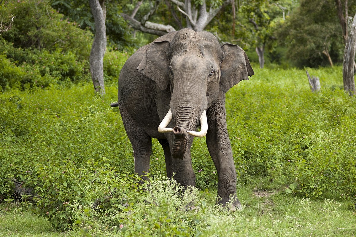 Loài voi có thể là &quot;chìa khóa&quot; để cứu Trái Đất - Ảnh 3.