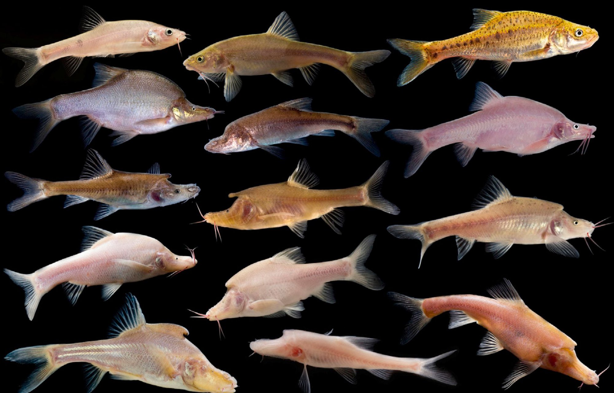 Phát hiện loài cá mới có cấu trúc giống sừng bí ẩn ở phía sau đầu - Ảnh 1.