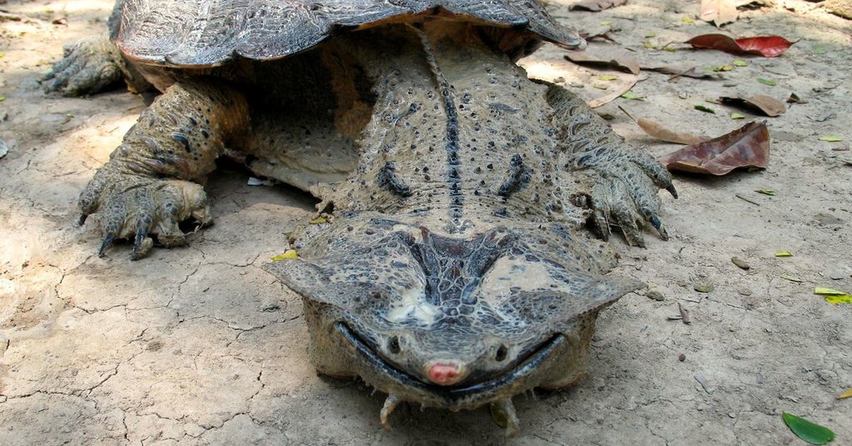 Vì sao loài rùa kỳ quặc luôn &quot;nở nụ cười&quot; trên môi? - Ảnh 5.