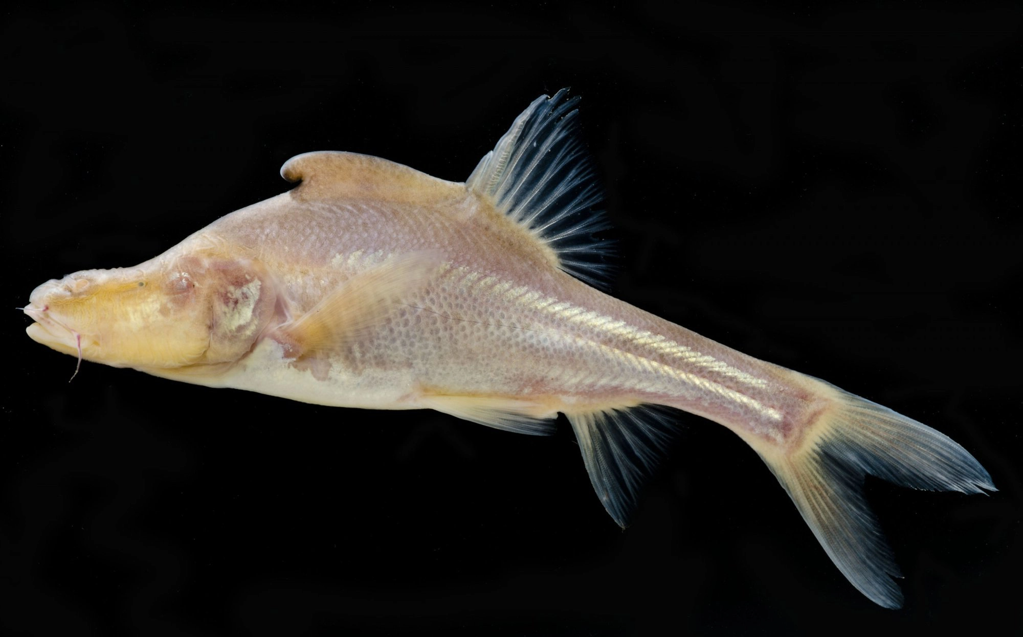 Phát hiện loài cá mới có cấu trúc giống sừng bí ẩn ở phía sau đầu - Ảnh 3.